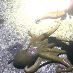 石津浜ではアオリイカ、湾内ではタコが好調